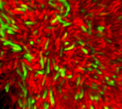 Close up of biofilm at centre of cube